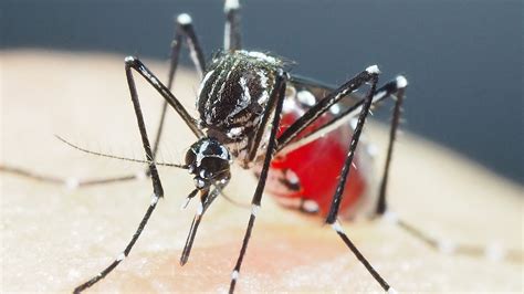 How dengue-carrying mosquitoes evolve to become resistant to ...