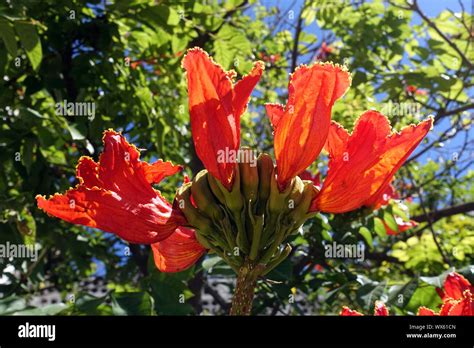 African Tulip Tree Stock Photo Alamy