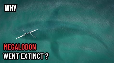 Why Did the Megalodon Shark Go Extinct - Megalodon Extinction Theories ...