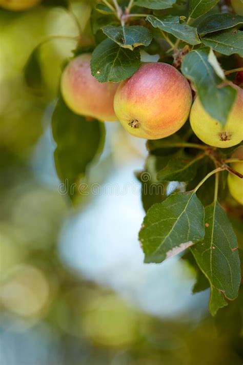 Group Of Red Apples Ripening On An Orchard Tree On Blurred Green