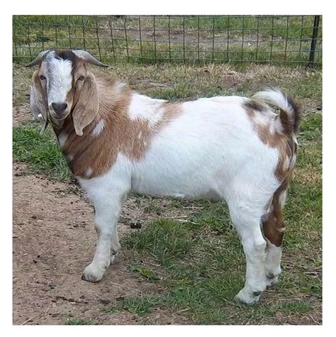 Best Price Live Stock Boer Goat Bulk Stock Available Buy Pregnant