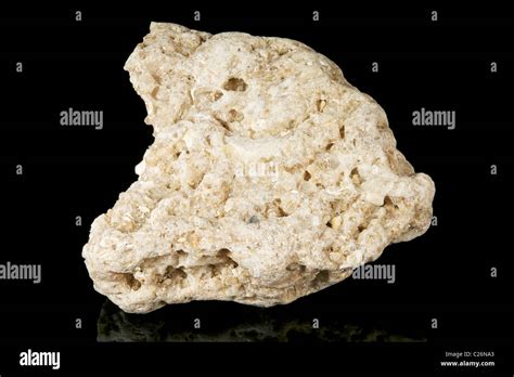 Coquina Sedimentary Rock
