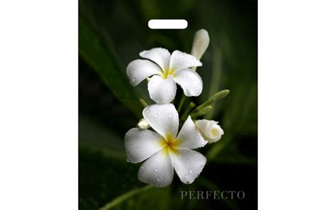 Пакет 42*48 (90мкм) 'Perfecto Плюмерия' Тико заказать оптом | FALCON ...