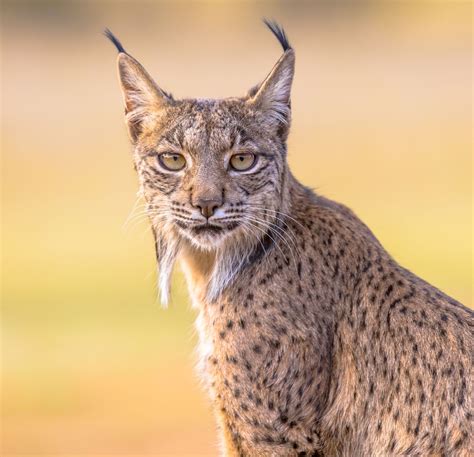 Animals Lynx Cat