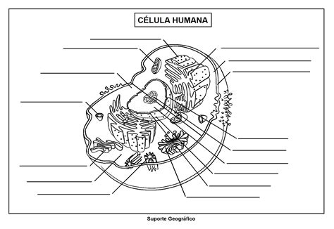 Célula Animal E Vegetal Para Colorir - 6