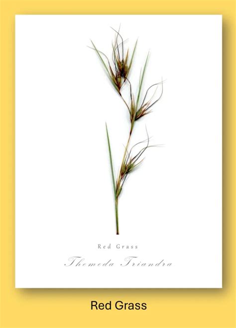 Red Grass Alut Training