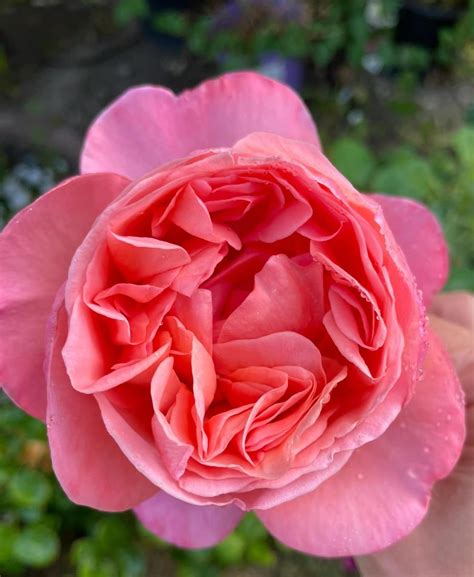 Peach Pink Rose Made Etsy