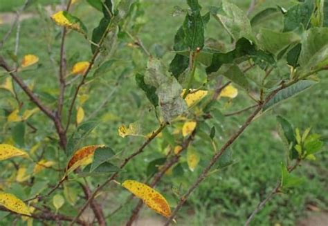 Коккомикоз вишни: описание заболевания и меры борьбы