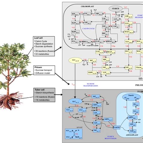 The Architecture Of The Starch Biosynthesis Model The Scheme