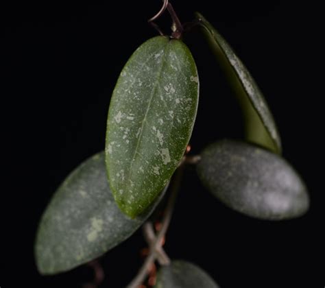 Hoya sp. Vietnam AH-001 | Plantopus