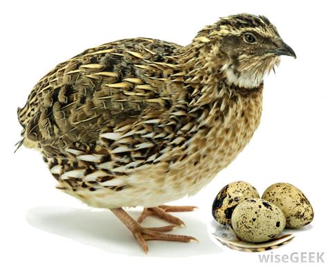 Bird In Everything: Quail Bird Eggs