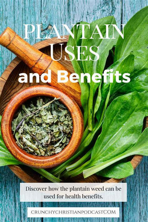 Plantain Uses And Benefits Thrivecast