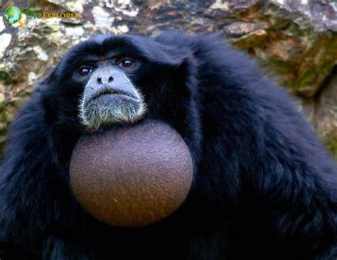 Siamang Gibbon Characteristics Symphalangus Syndactylus Facts