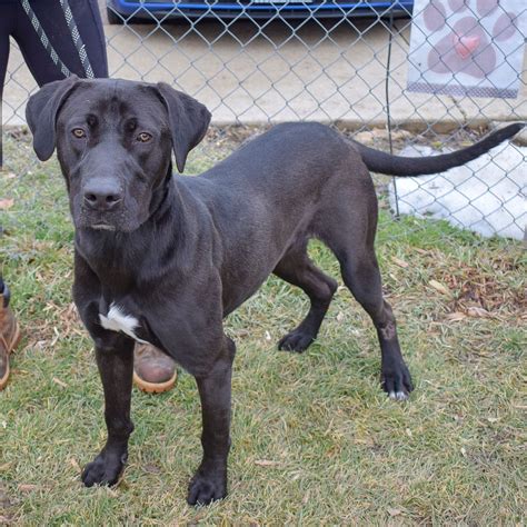 Dog for Adoption - Monty, a Black Labrador Retriever in Joliet, IL ...