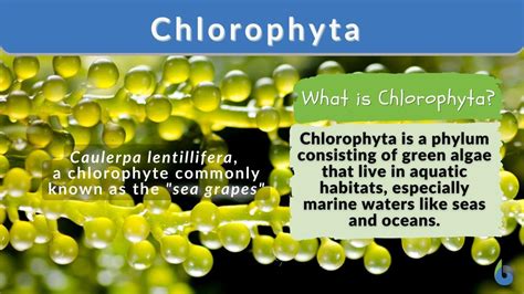 Chlorophyta - Definition and Examples - Biology Online Dictionary