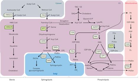 Membrane Lipid Biosynthesis Principal Pathways For The Production Of Download Scientific