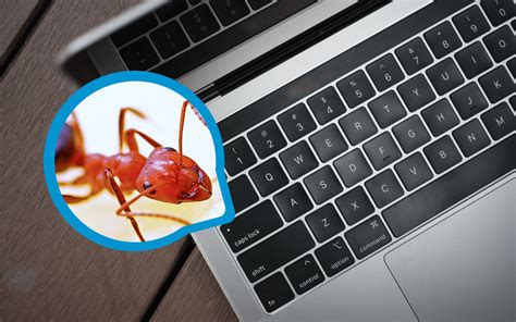 How To Remove Ants From Your Laptop