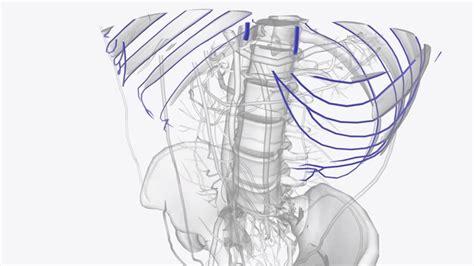 Premium Photo The Internal Thoracic Veins Itvs Are Small Paired