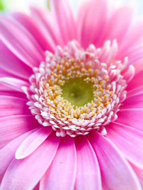 Premium Photo Beautiful Pink Gerbera Flower