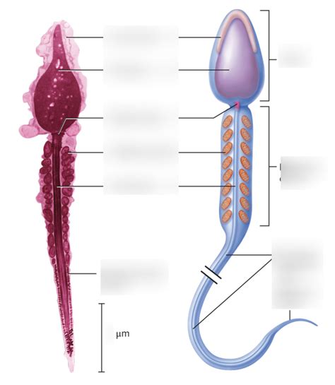 Labeling Mature Sperm Anatomy Diagram Quizlet