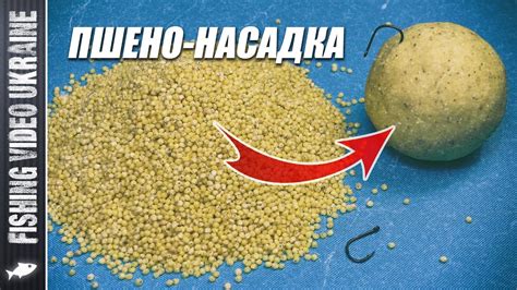 МАСТЫРКА ИЗ ПШЕНА - ОДНА ИЗ ЛУЧШИХ НАСАДОК ДЛЯ МИРНОЙ РЫБЫ ...