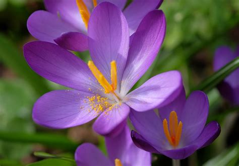 Dscf0548 Smiling Crocuses Susan Boex Flickr