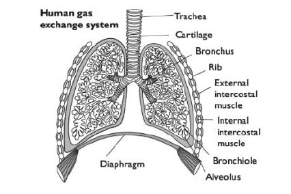 gas exchange system biology notes   level