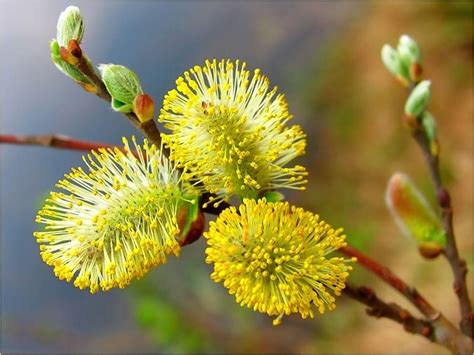 почки набухли | Blumenfotos, Schöne natur, Blumen