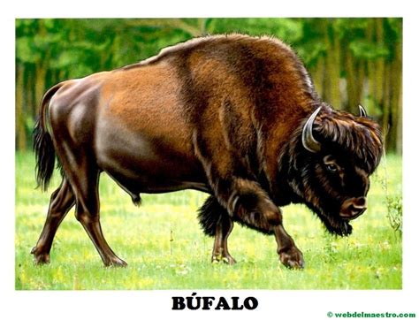 Búfalo Web Del Maestro