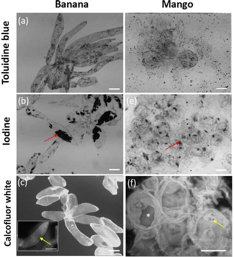 Frontiers Cell Wall Polymer Composition And Spatial Distribution In