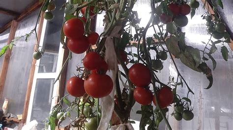 Новогодний томат. Растёт в мороз и без света. Сорт: Спасская Башня ...