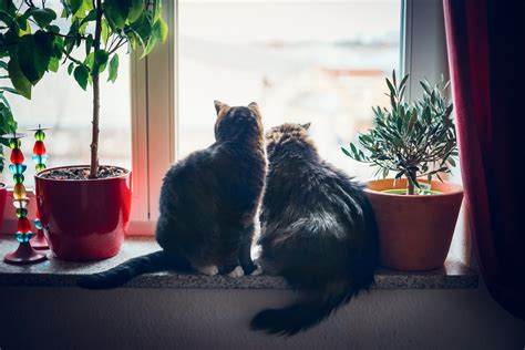Why Does My Cat Eat My Flower Arrangements? | PawTracks