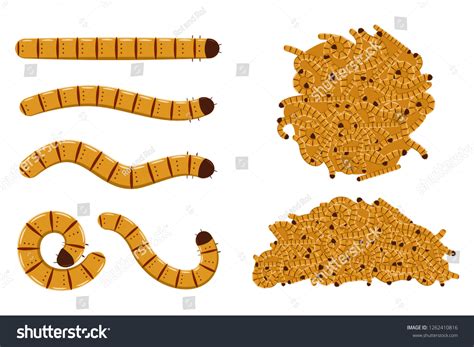 Flour Worms Vector Cartoon Set Isolated Stock Vector Royalty Free