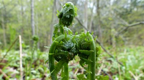 Edible Wild Food Blog » Fiddlehead Safety