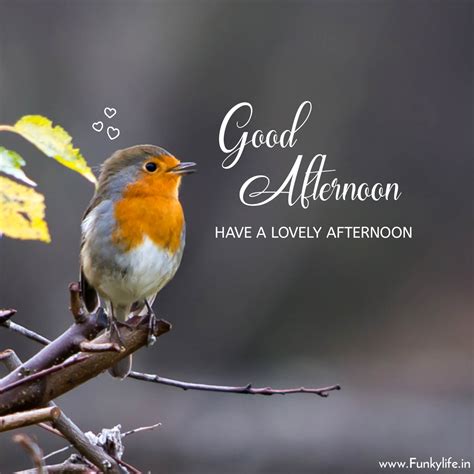 beautiful afternoon pictures