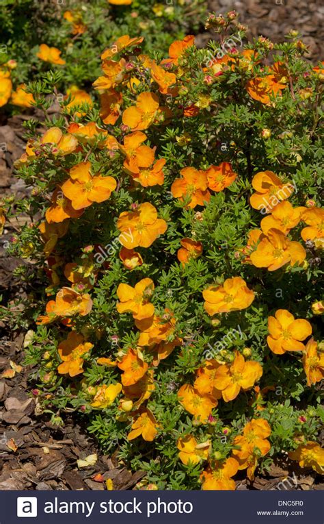 Лапчатка Сансет (72 фото) - фото - картинки и рисунки: скачать бесплатно