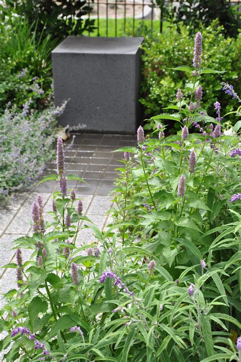 St Kilda Garden Jim Fogarty Landscape Design Melbourne Australia