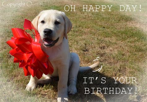 Dog Birthday Wishes Quotes - ShortQuotes.cc