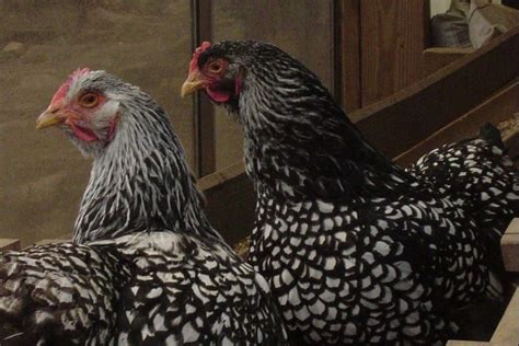 The Silver Laced Wyandotte: A Comprehensive Care Guide