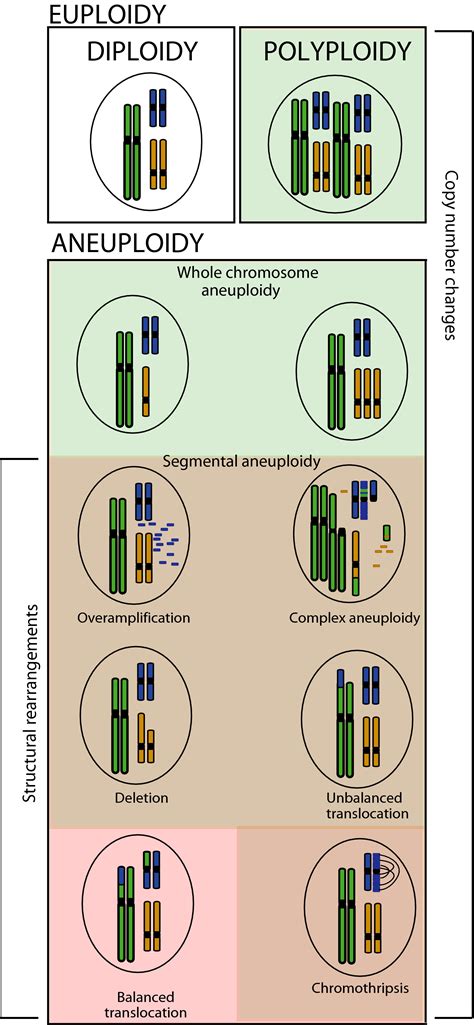 Euploidy And Aneuploidy 5