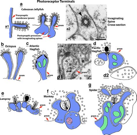 Invaginating Spine Synapses Typically Form With The Photoreceptor