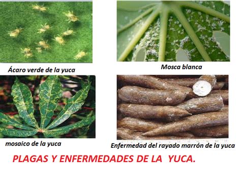 La Yuca Es El Tercer Cultivo Alimenticio Más Importante En Los Trópicos