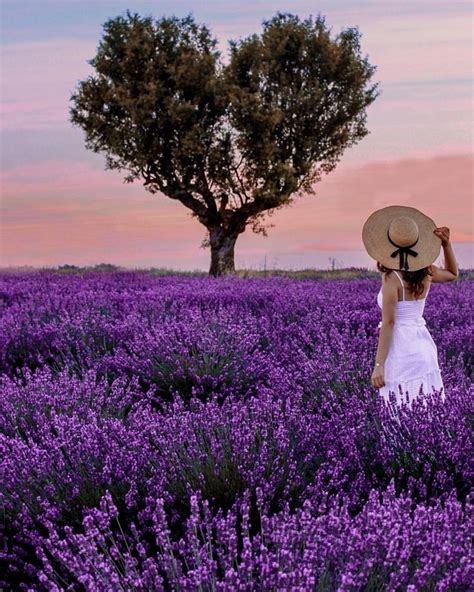 Pin By Fabiola Caldeira On G In 2024 Lavender Fields Photography