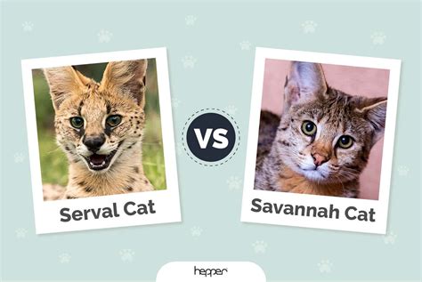 Savannah Cat vs Bengal Cat: Visual Differences & Overview (With
