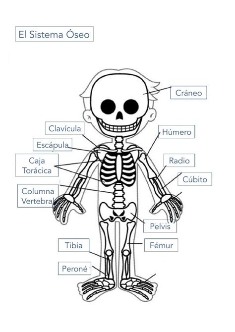 Sistema Óseo O Esqueleto Worksheet Montessori Activities Activities
