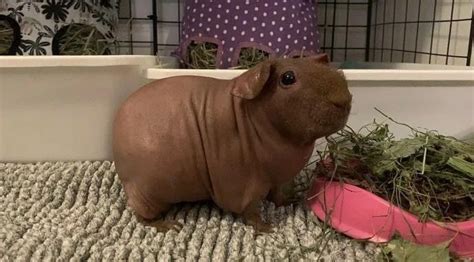 Naked Guinea Pig Poses With All His Favorite Foods Artofit