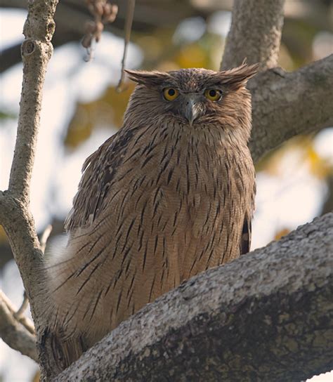 Brown Fish Owl Ketupa Zeylonensis