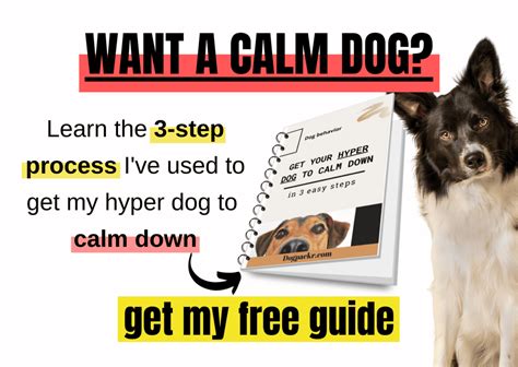 11 Easy Dog Tricks for Beginners - dogpackr