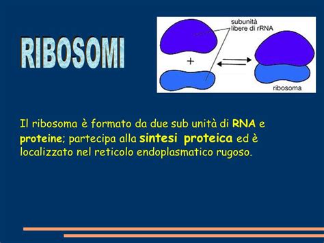 LA FISIOLOGIA Fisiologia Studio Delle Funzioni Vitali A Vari Livelli