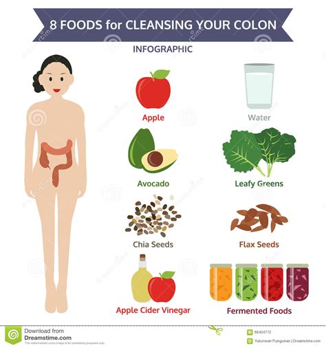 8 Foods For Cleansing Your Colon Info Graphic Food Vector Stock Vector Illustration Of